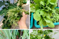 Khu biệt thự vườn thơ mộng với giàn cây xanh mướt của Thân Thúy Hà