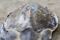 Hà Tĩnh: Thả cá thể rùa biển “quý như vàng” về đại dương