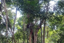 Vườn Quốc gia Phong Nha-Kẻ Bàng thả nhiều động vật quý hiếm về tự nhiên