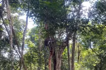 Vườn Quốc gia Phong Nha-Kẻ Bàng thả nhiều động vật quý hiếm về tự nhiên