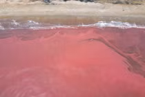 Hà Tĩnh: Người dân ngỡ ngàng vì nước biển bất ngờ chuyển sang màu đỏ