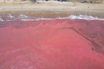 Hà Tĩnh: Người dân ngỡ ngàng vì nước biển bất ngờ chuyển sang màu đỏ