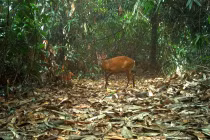 Phát hiện loạt động vật “quý hơn vàng” ở VQG Vũ Quang 