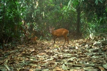 Phát hiện loạt động vật “quý hơn vàng” ở VQG Vũ Quang 