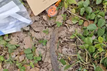 Bắt được đối tượng sát hại mẹ ruột khi đang lẩn trốn