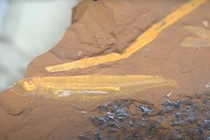 Chuyên gia sững sờ thấy thứ bên trong hóa thạch cá 15 triệu năm