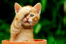 Dự đoán tháng 8/2023: Tuổi nào giàu ngút trời, tuổi nào nghèo "mạt kiếp"? 