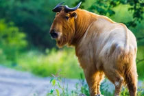 Quái vật thần thoại "tái sinh" kỳ diệu, giật mình cái kết