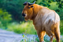 Quái vật thần thoại "tái sinh" kỳ diệu, giật mình cái kết