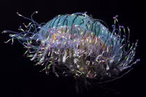 Loạt sinh vật biển kỳ dị không thể tin là có thật trên đời