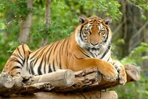 4 tuổi hứng bão tài lộc, thăng tiến vù vù 10 ngày tới (1/2 - 10/2/2024)