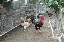 Loại gà tiến vua siêu đắt đỏ ở Việt Nam