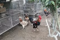 Loại gà tiến vua siêu đắt đỏ ở Việt Nam