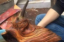 Thấy khúc gỗ lạ khi dọn mộ tổ, chuyên gia phán: “Phát tài to!” 