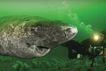 Kinh ngạc “quái vật đại dương không tuổi” sống qua 1/2 thiên niên kỷ 