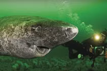 Kinh ngạc “quái vật đại dương không tuổi” sống qua 1/2 thiên niên kỷ 