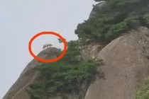 Lên núi tưởng gặp “thần thú”, chết cười khi biết sự thật 