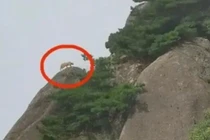 Lên núi tưởng gặp “thần thú”, chết cười khi biết sự thật 