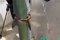 Quái ngư tự mang vàng chuộc thân, ngư phủ bàng hoàng 