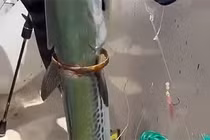 Quái ngư tự mang vàng chuộc thân, ngư phủ bàng hoàng 