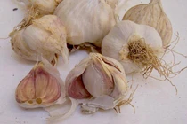 Ăn tỏi mỗi ngày phòng bệnh, người đàn ông phải đến bệnh viện khẩn cấp