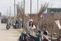 Vườn đào ven sông Hồng hồi sinh những ngày cuối năm