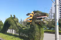 Ngắm linh vật rồng "ngộ nghĩnh" tạo hình từ cây xanh tại Quảng Bình