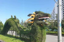 Ngắm linh vật rồng "ngộ nghĩnh" tạo hình từ cây xanh tại Quảng Bình