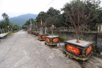 Vùng quê nghèo dưới chân Hoành Sơn khởi sắc nhờ mai vàng 5 cánh