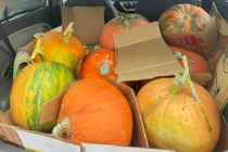 Người dân chi hàng triệu đồng mua bí ngô chuẩn bị Halloween