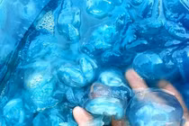 Nuốc xanh: Món sashimi độc lạ mùa hè