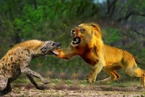 Vì sao linh cẩu không bị sư tử ăn thịt dù "lép vế" hoàn toàn? 