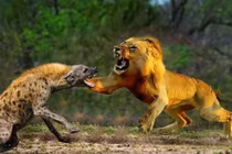 Vì sao linh cẩu không bị sư tử ăn thịt dù "lép vế" hoàn toàn? 