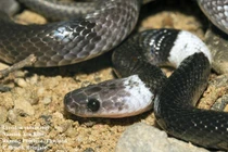 Kinh ngạc loài rắn mới phát hiện ở Việt Nam, nhìn cực đáng sợ 