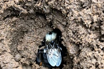 Vì sao Ong đất thích ngủ đông trong môi trường ô nhiễm thuốc trừ sâu?