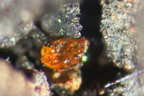 Lần đầu tiên phát hiện hổ phách ở Nam Cực