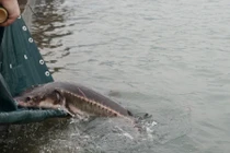 Loài cá "tuyệt chủng ngoài tự nhiên" 23 năm trước bất ngờ hồi sinh