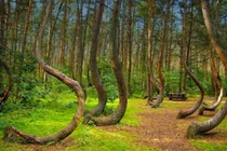 Sự thật khu rừng 'tự sát' khiến nhiều người tim đập chân run khi bước vào 