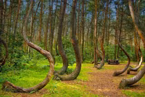 Sự thật khu rừng 'tự sát' khiến nhiều người tim đập chân run khi bước vào 