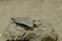 Tìm thấy công cụ 3 triệu tuổi, hé mở sự thật chấn động