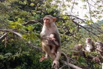 Khỉ vàng vừa được người Huế giao nộp quý hiếm cỡ nào?