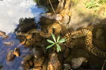 Hết hồn loạt trăn khủng xuất hiện ở Việt Nam, dân tò mò đến ngắm 