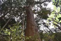 'Cây thần linh' quý hiếm nhất thế giới, chỉ Việt Nam có