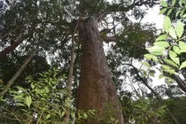 'Cây thần linh' quý hiếm nhất thế giới, chỉ Việt Nam có