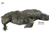 Lộ xác ướp tê giác 32.000 tuổi, chuyên gia giật "thót mình" vì...