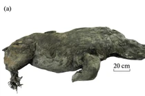 Lộ xác ướp tê giác 32.000 tuổi, chuyên gia giật "thót mình" vì...