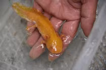 Sốc nặng loạt sinh vật độc - dị - lạ từng lọt lưới ngư dân