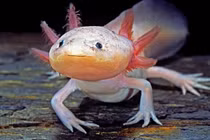 Ba loài động vật kỳ dị nhất Trái Đất, phát hoảng khi nhìn