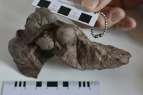 Khám phá bất ngờ hóa thạch trứng khủng long nhỏ nhất thế giới