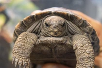 Giật mình rùa biển khổng lồ 100 tuổi lần đầu sinh con 